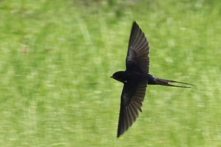 Swallow in flight