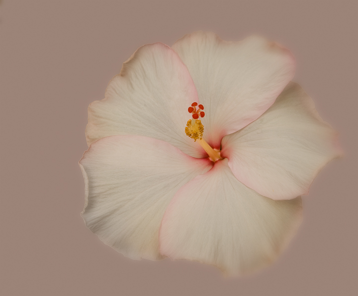 Hibiscus
