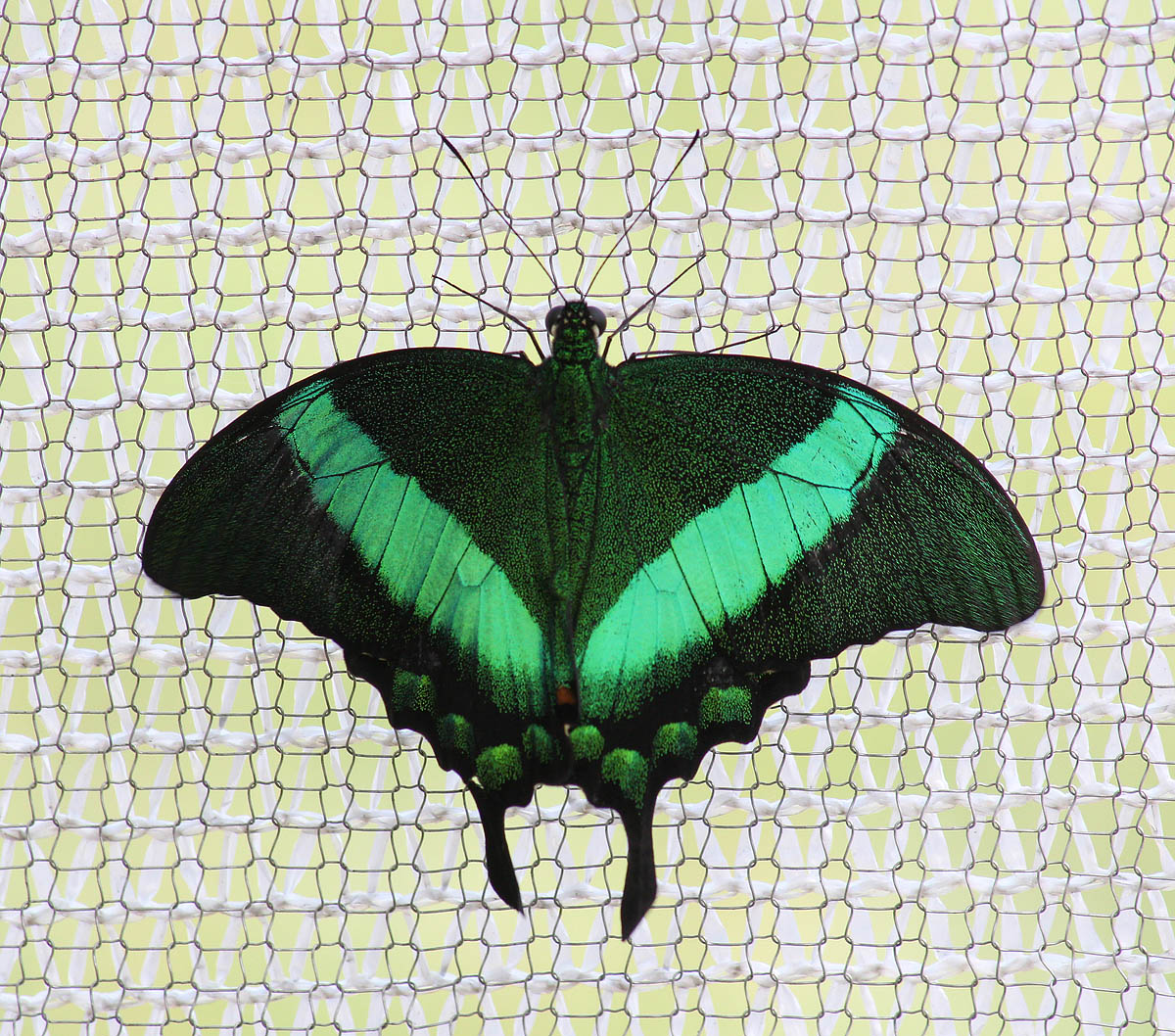 Banded Peacock Butterfly