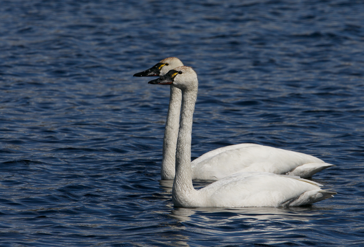 Tundra Swans