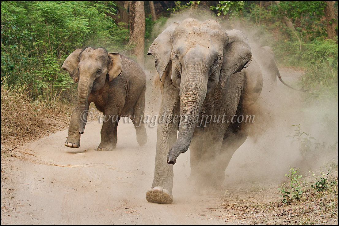 On the run...