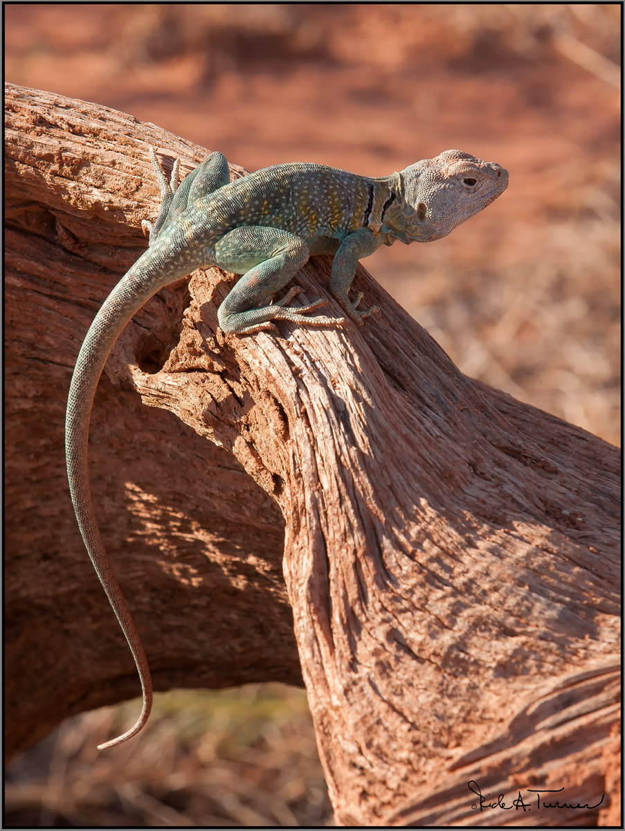 Palo duro Earless Lizard