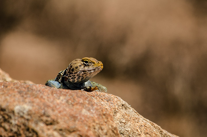 lizard on a rock in the 