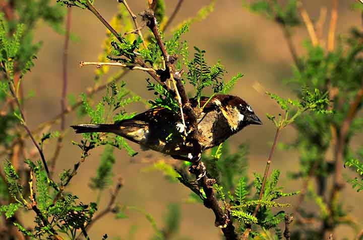 Desert Chicadee