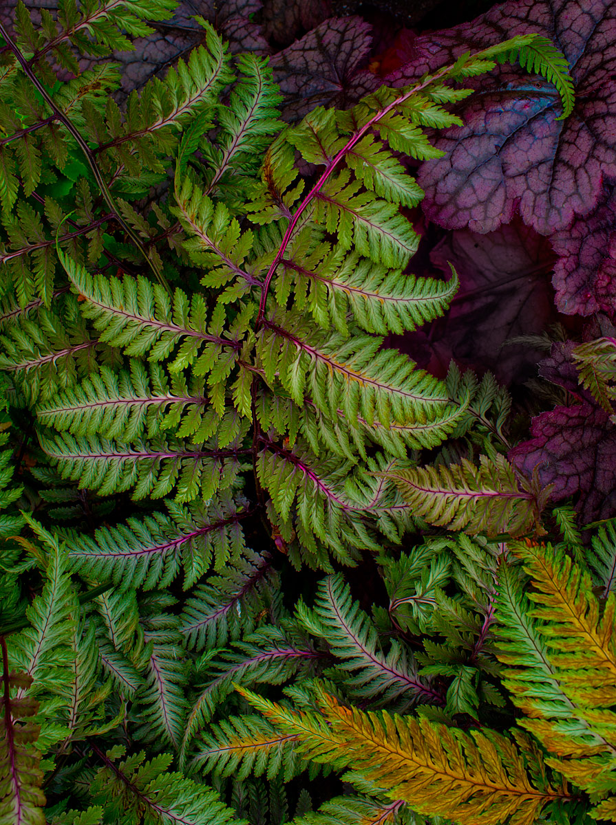 Fern Alley