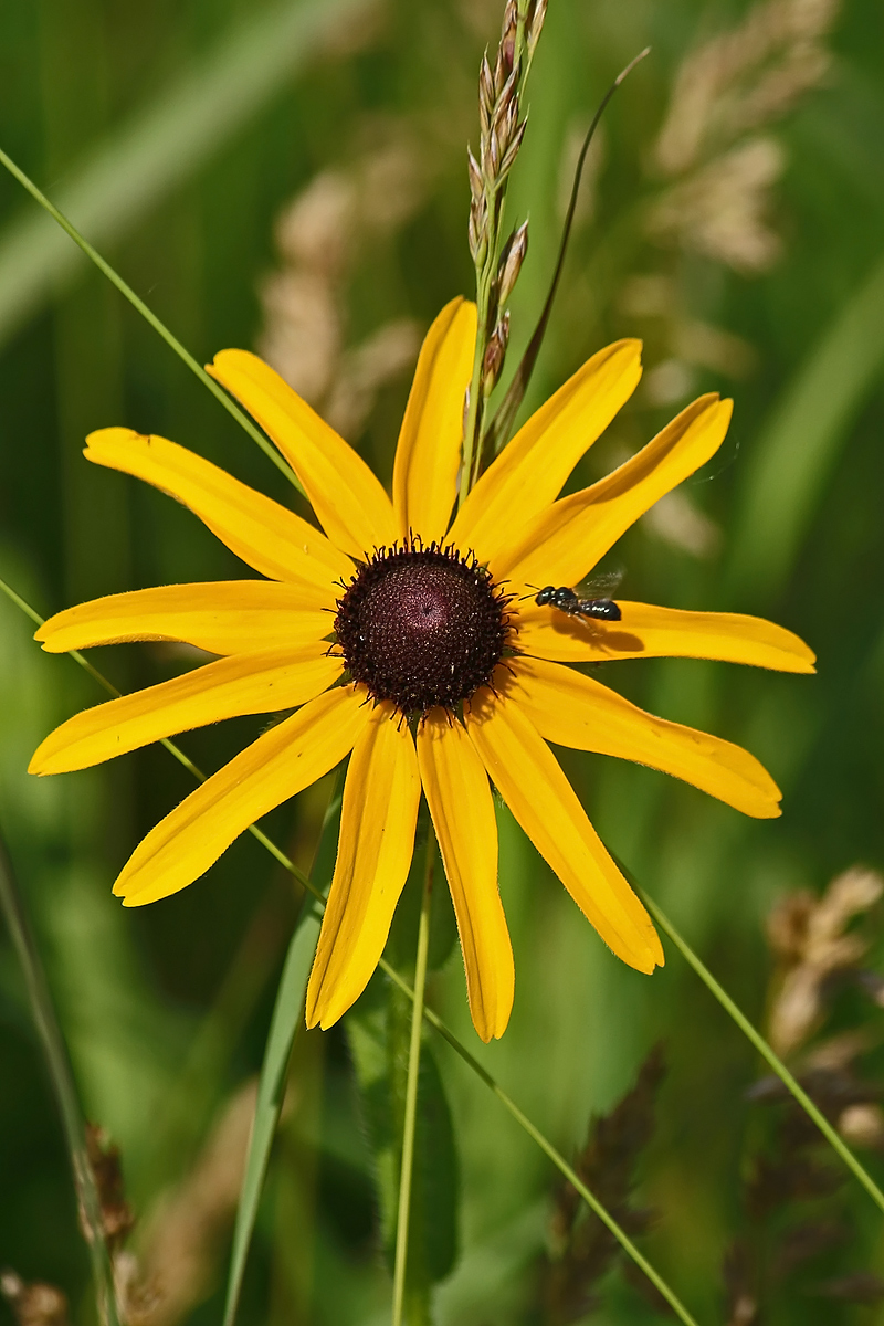 Yellow cone flower +
