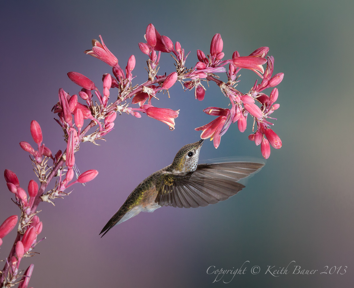 Hummer