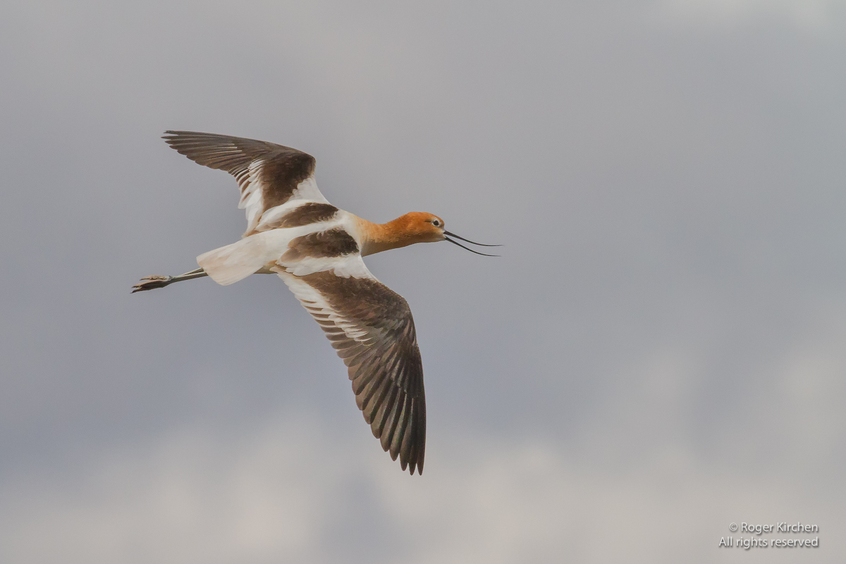 Avocet in Flight