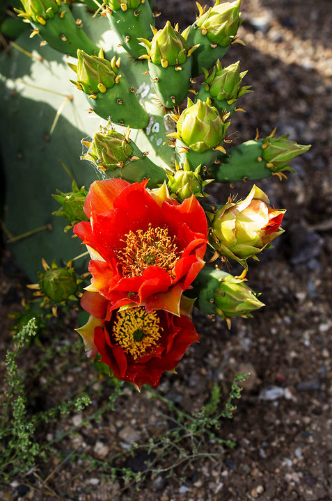 red cactus in blume