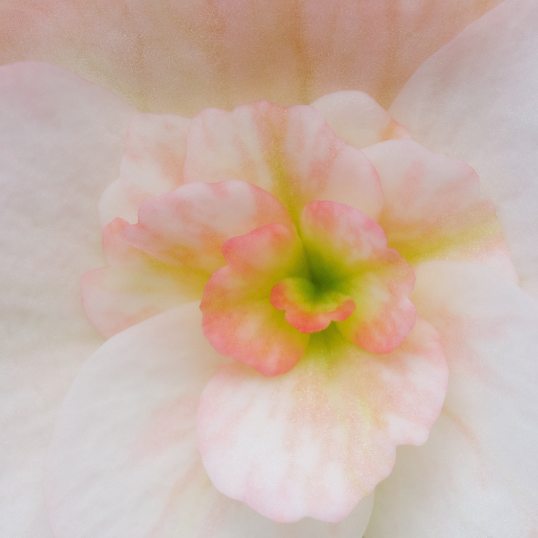 Elatior Begonia Macro