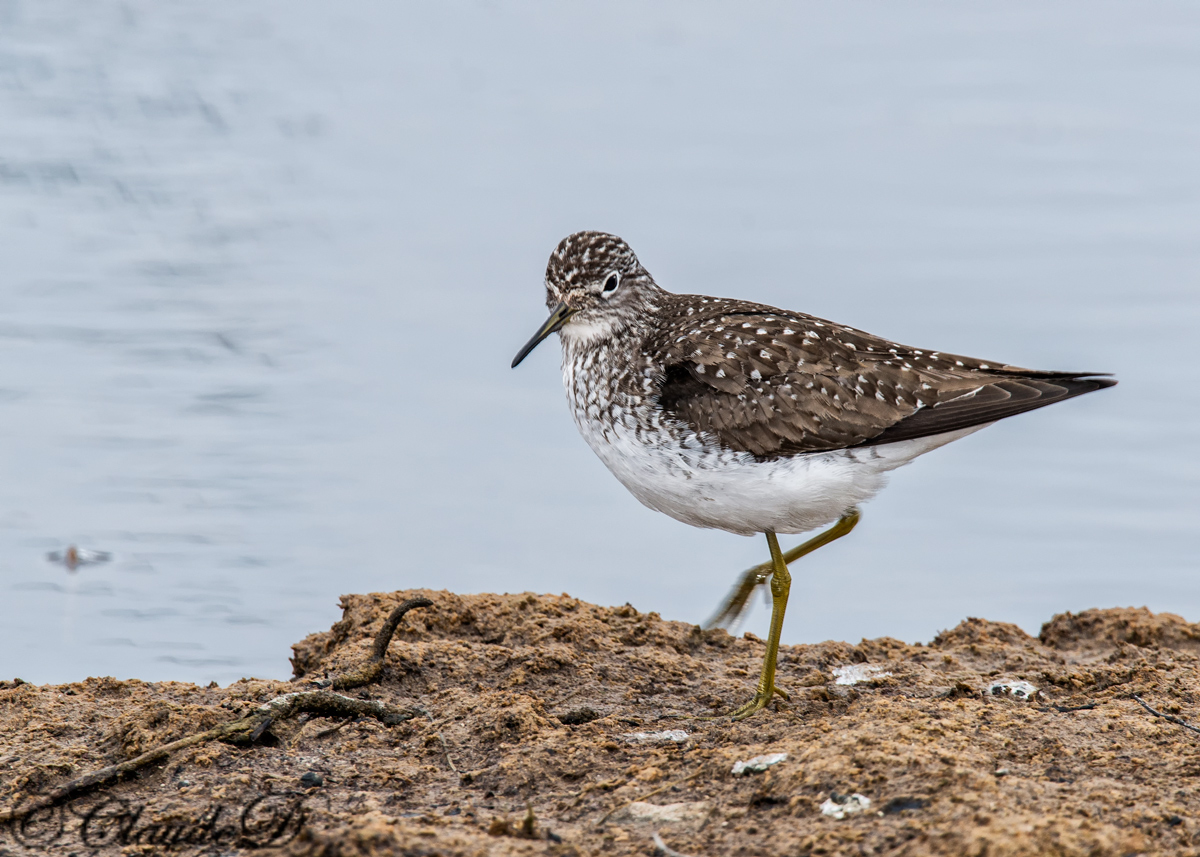 Solitary Sandpiper