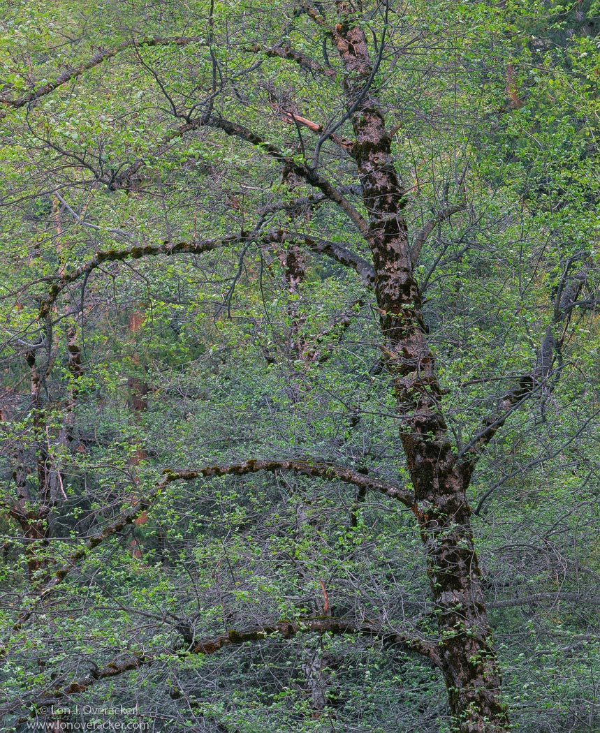 Black Oak Spring