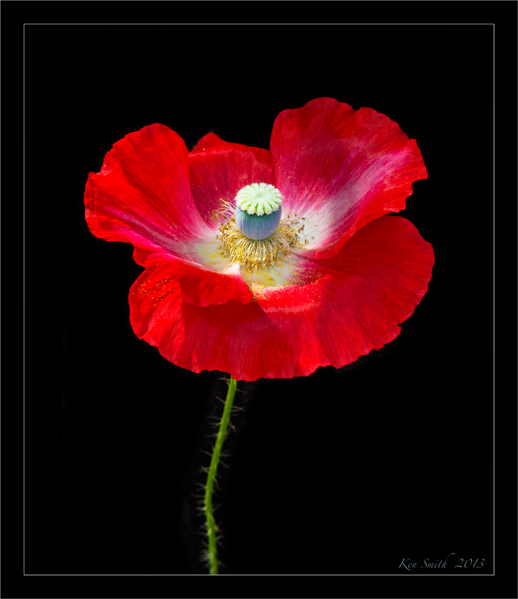 Poppy III