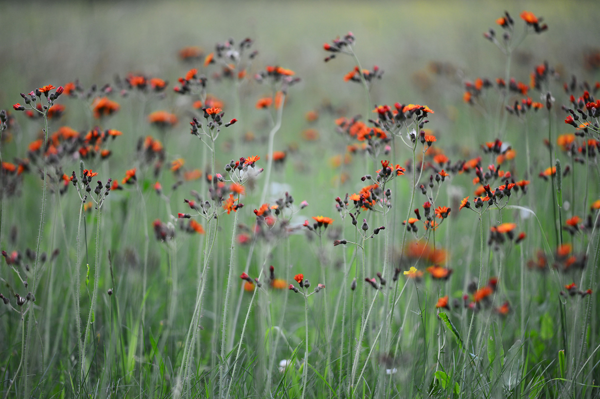 My Meadow  scenes