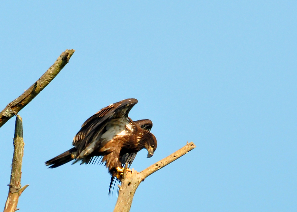 Pensive Eaglet