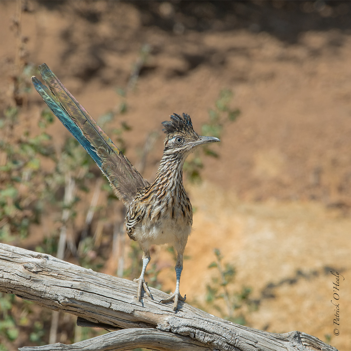 Charlie's Roadrunner