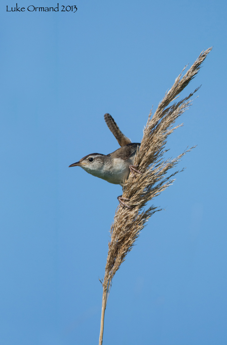 Marsh Wren