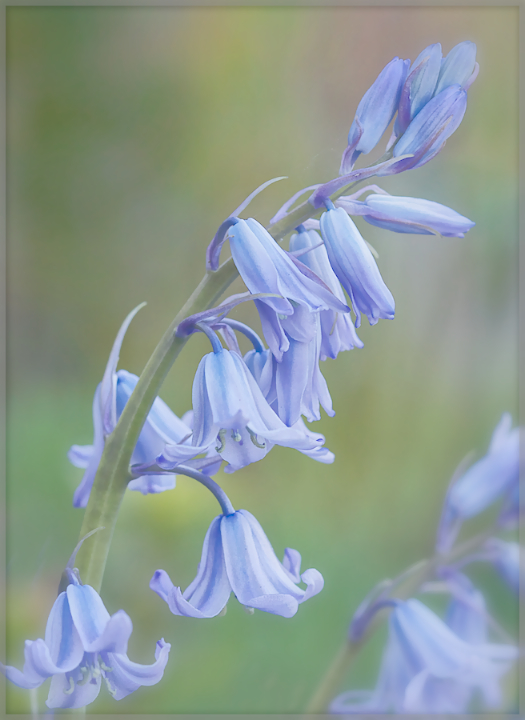 English Bluebells