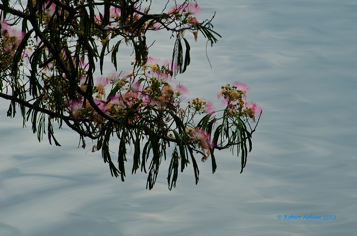 Simple Mimosa