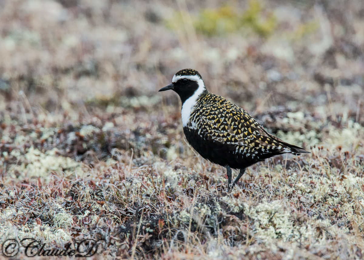 Golden Plover