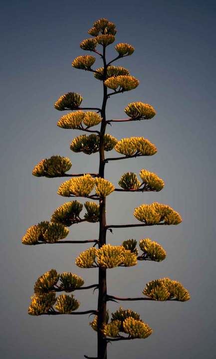 century tree