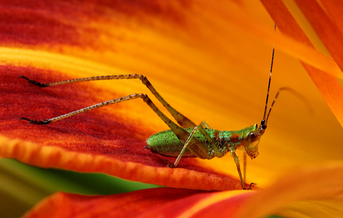 Katydid nymph on daylily