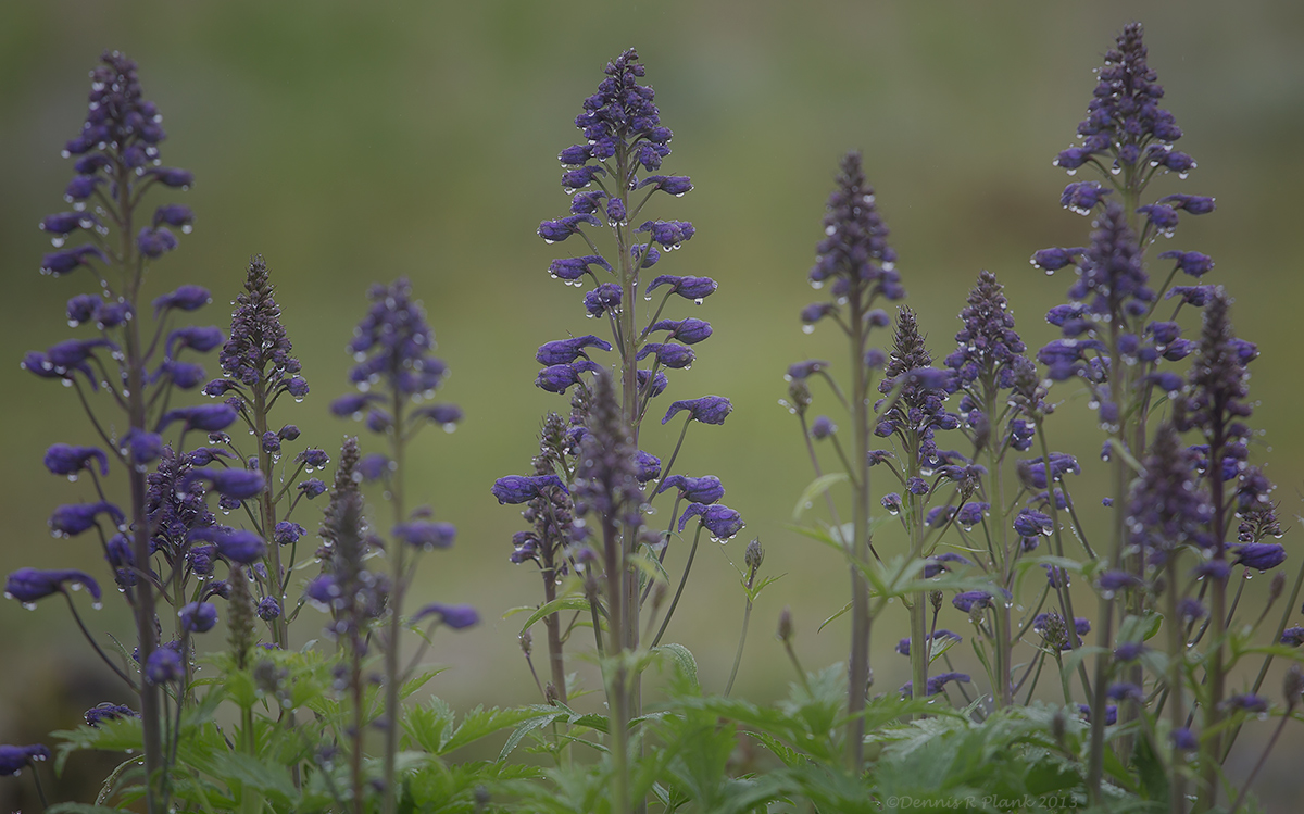 Delphinium Experiment