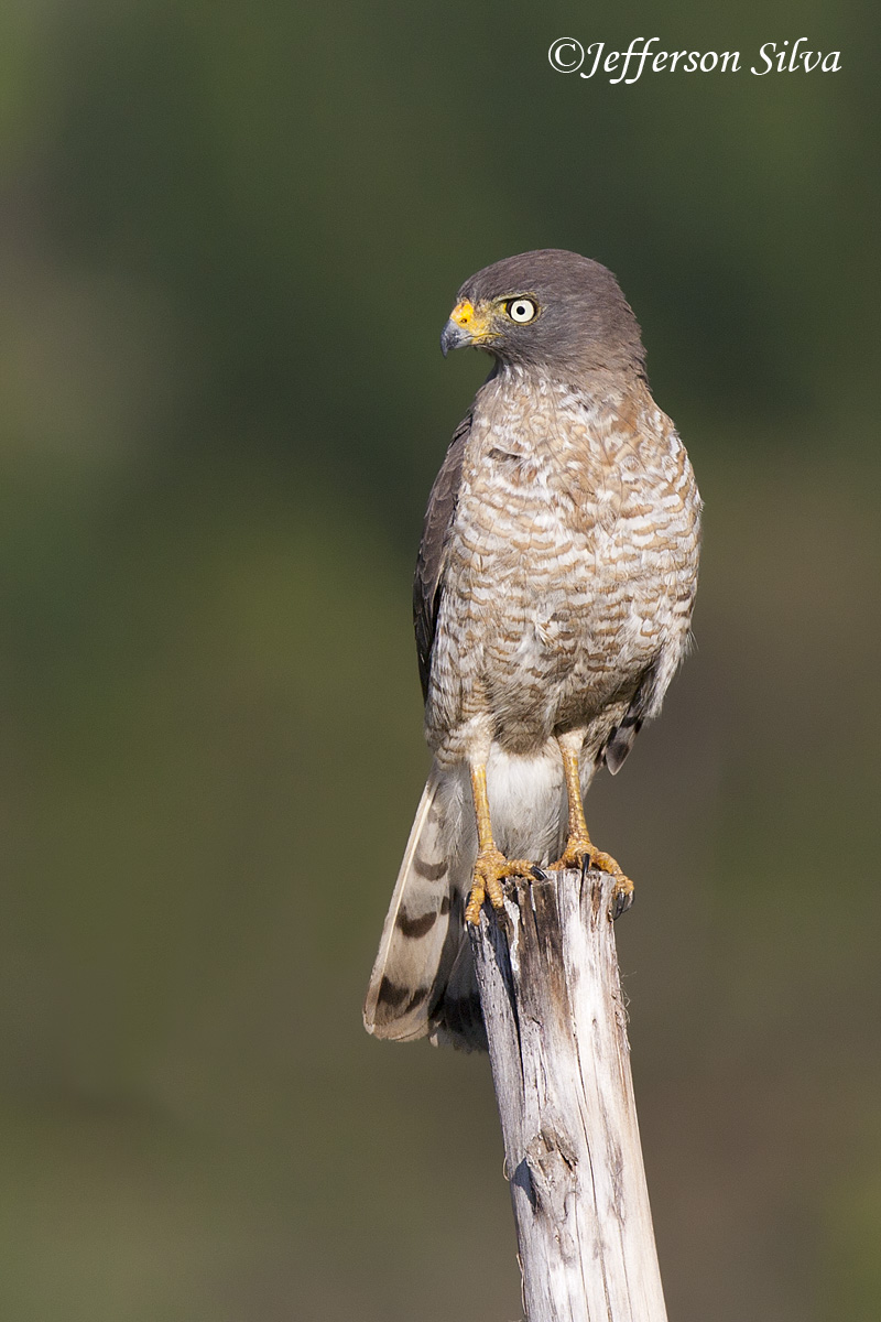 Roadside Hawk