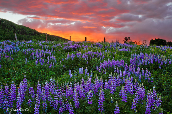 Lupines Sunset