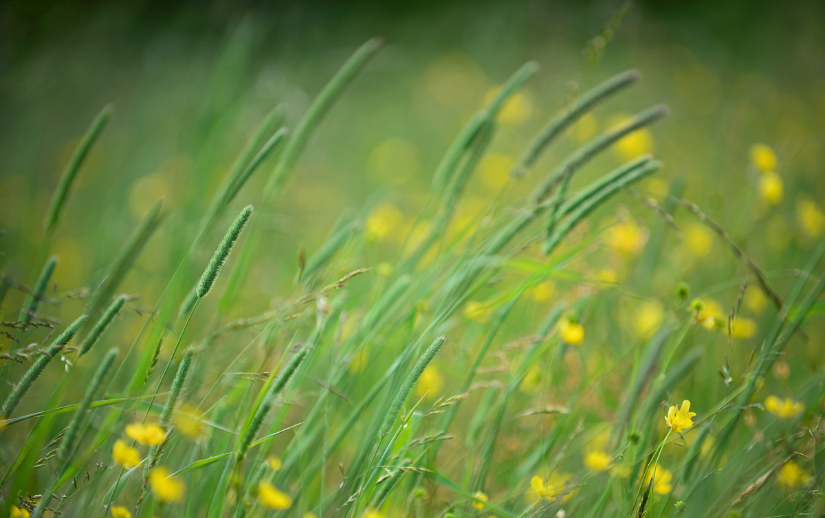 Meadow   scene  #5