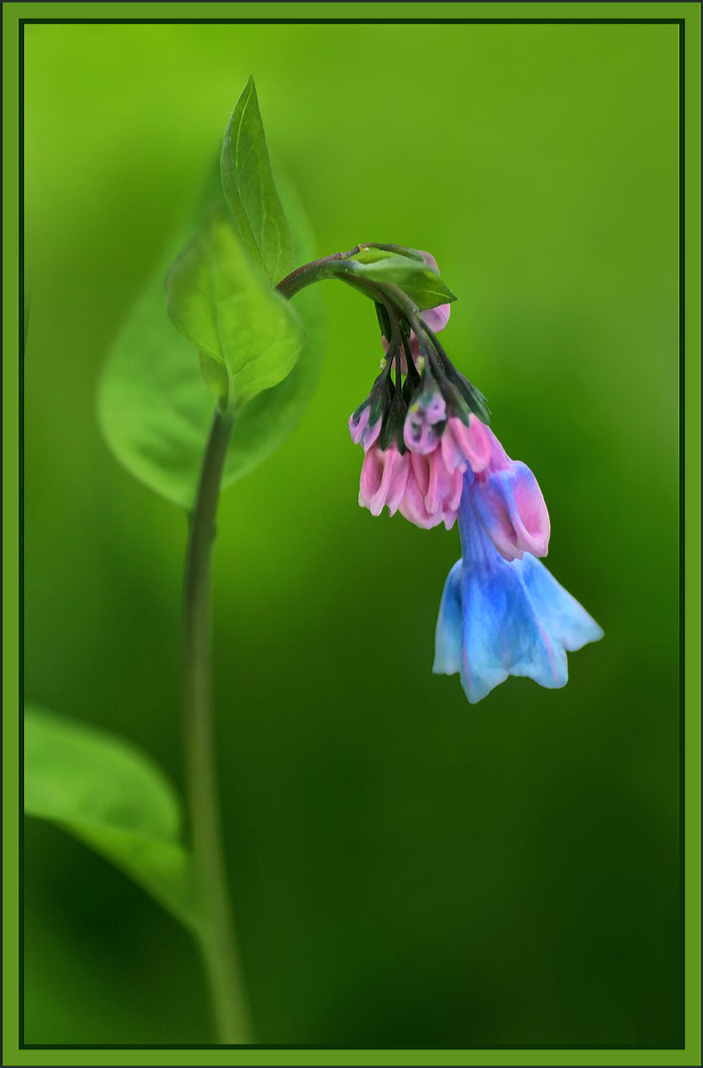 Virginia Bluebell buds