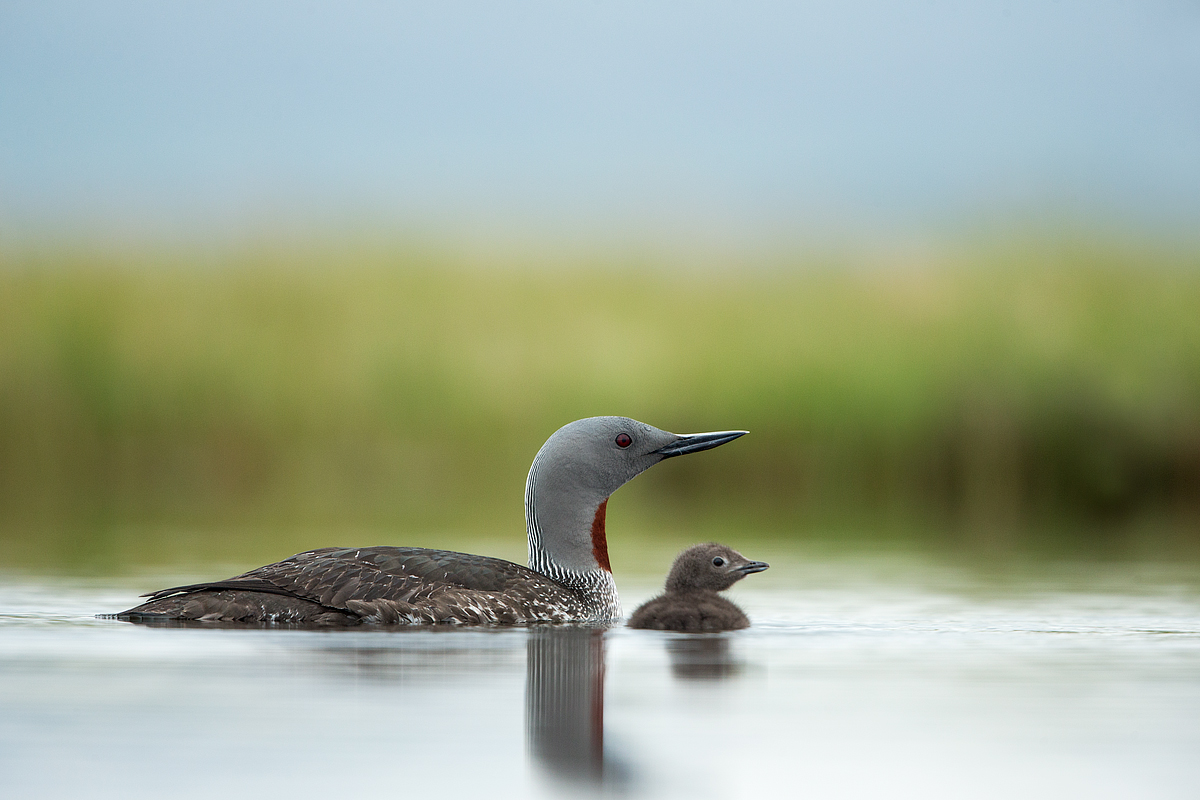 Red-throated diver
