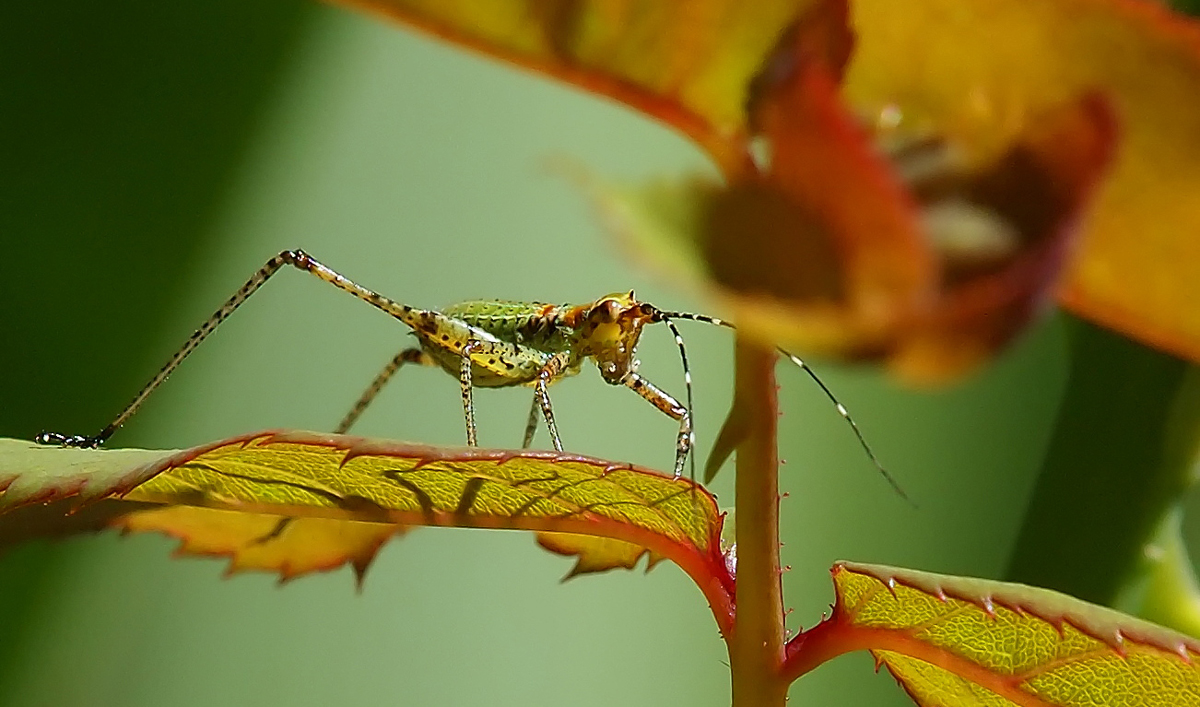 Unknown insect