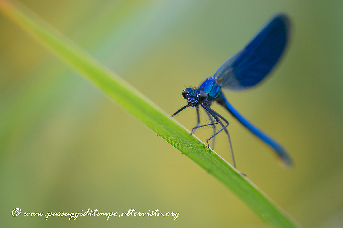 Banded demoiselle