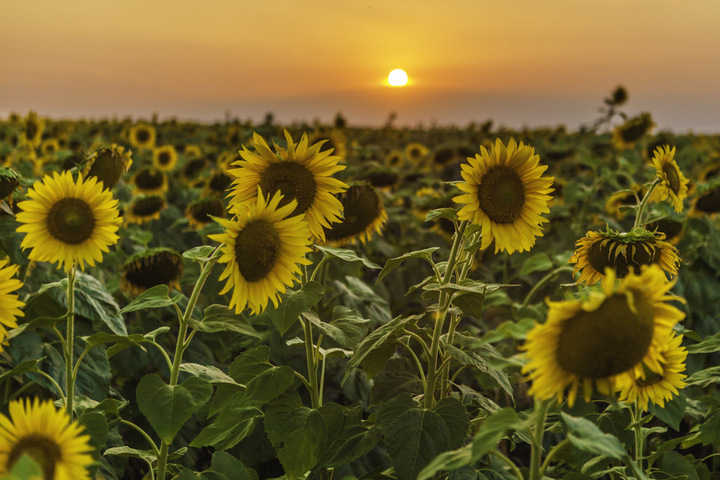 Sunflowers at sunset