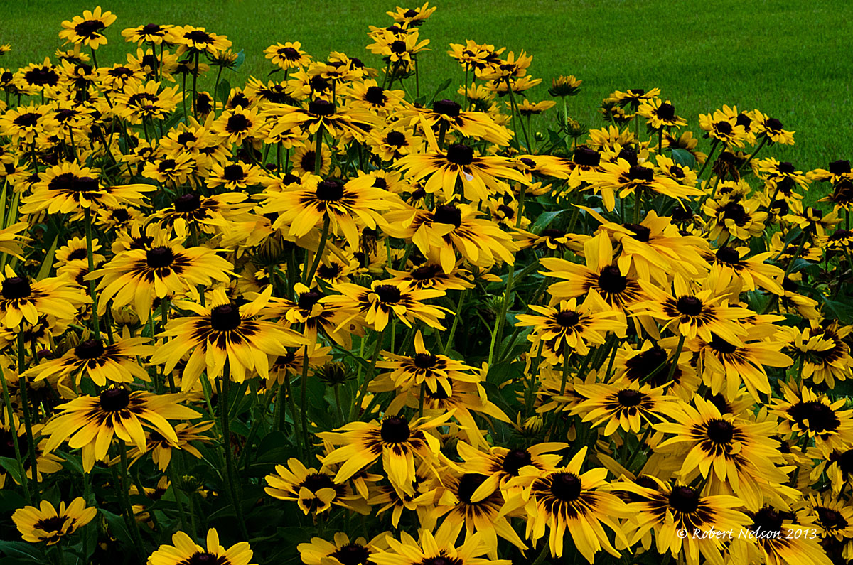 Field of dreams