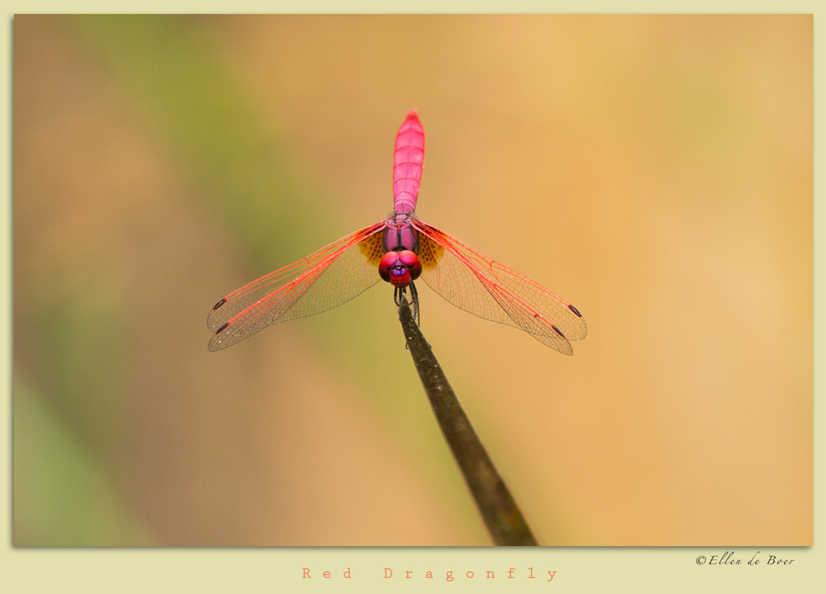 Red Dragonfly