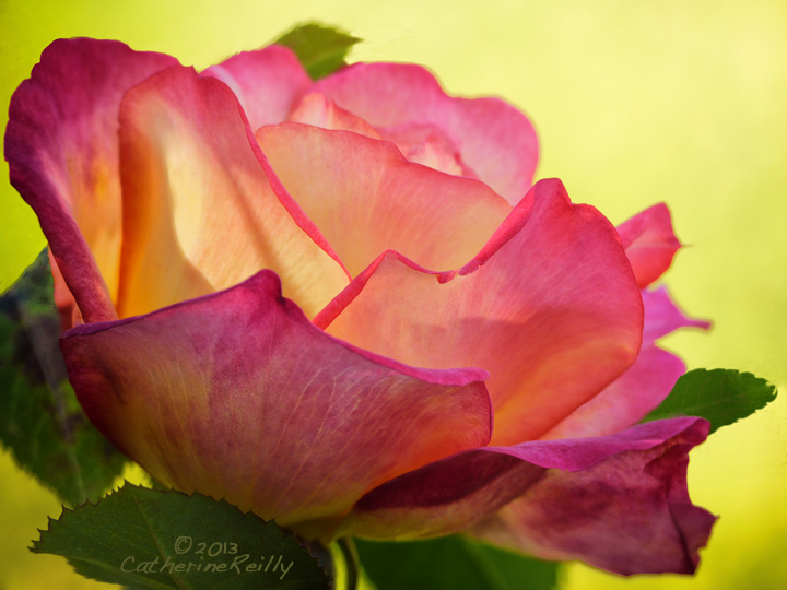 Backlit Rose #2