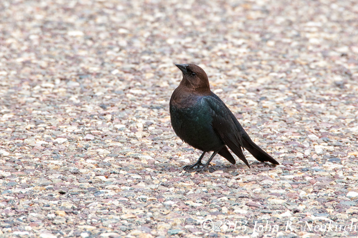 Brown-headed Cowbird