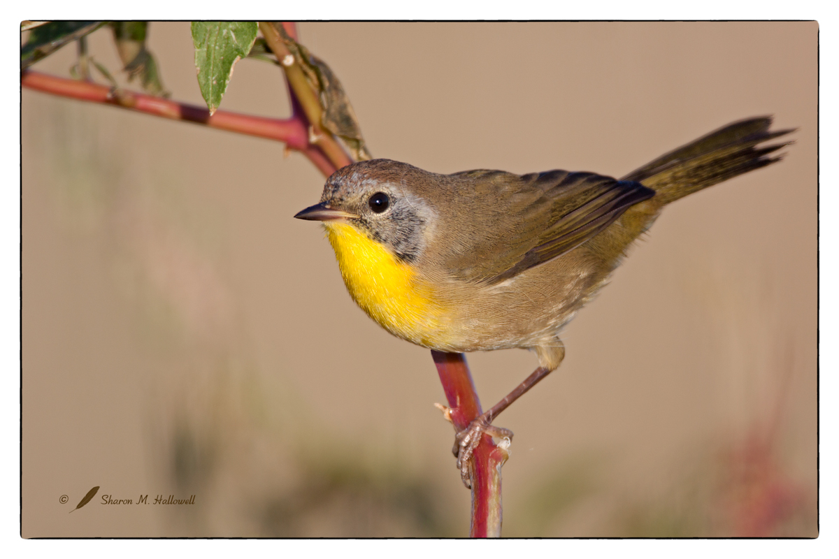 Common Yellowthroat