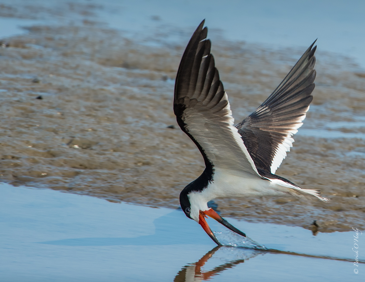 Black Skimmer