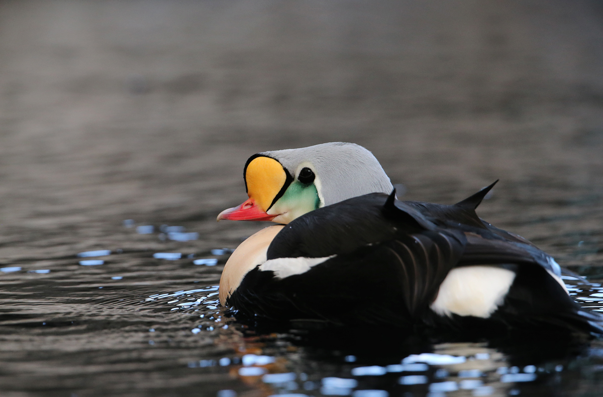 King Eider (c)