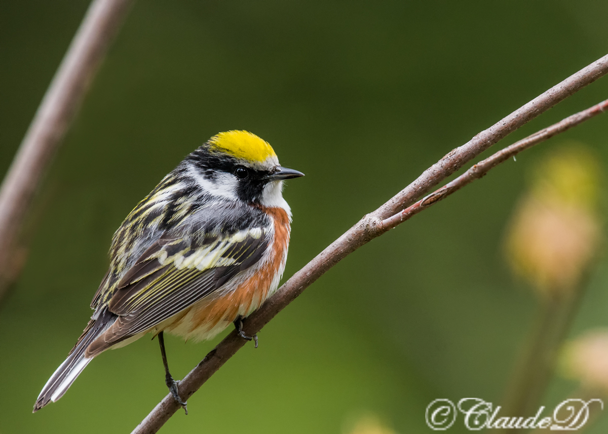 Chestnut-Sided Warbler+RP