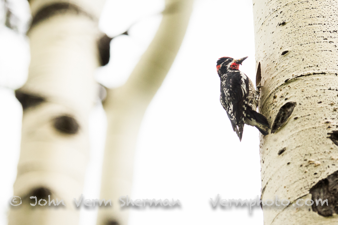 High key Sapsucker