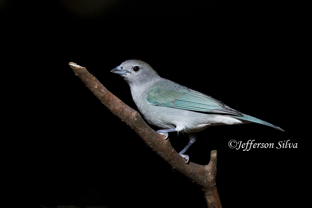 Sayaca Tanager
