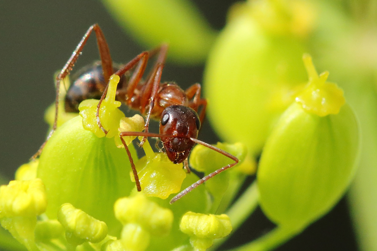 Just an ant