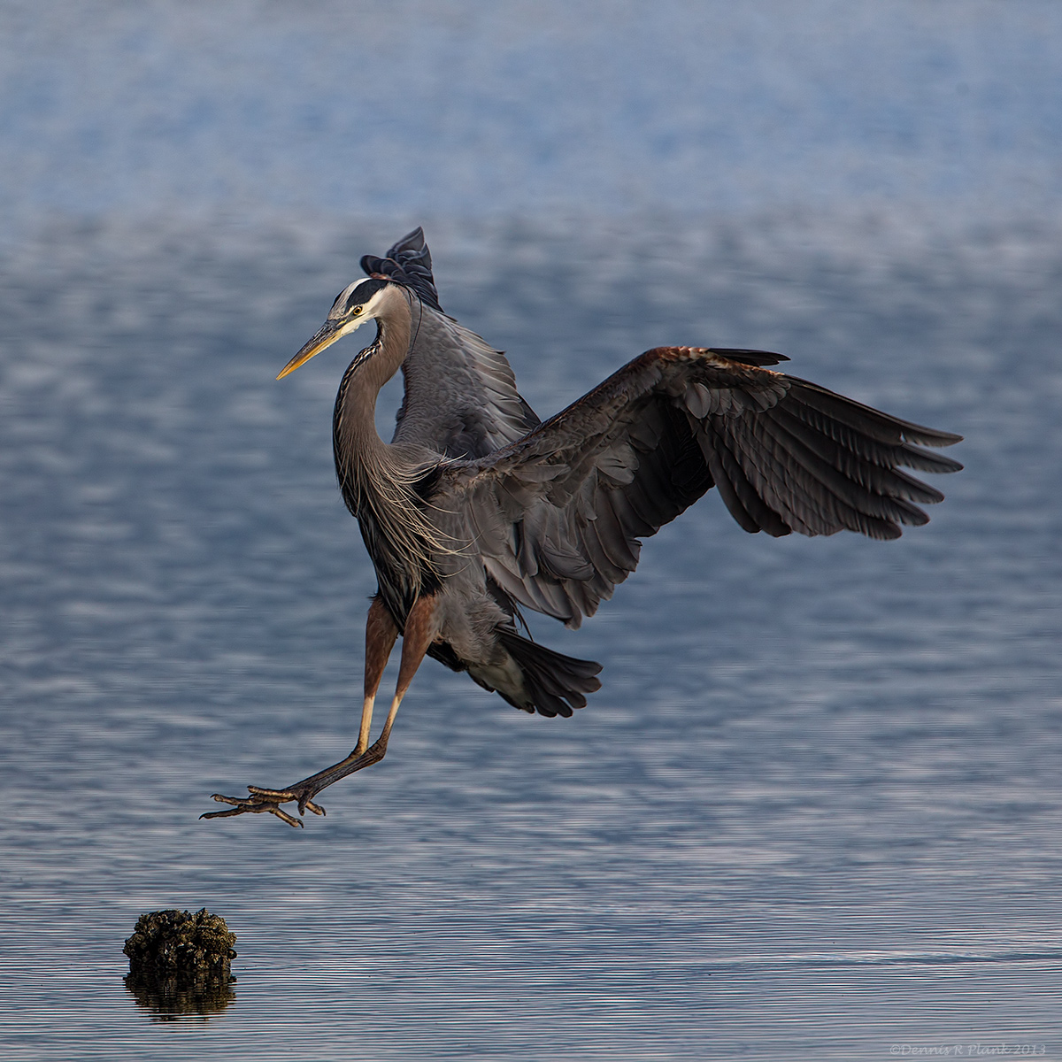 Great Blue Heron & repost