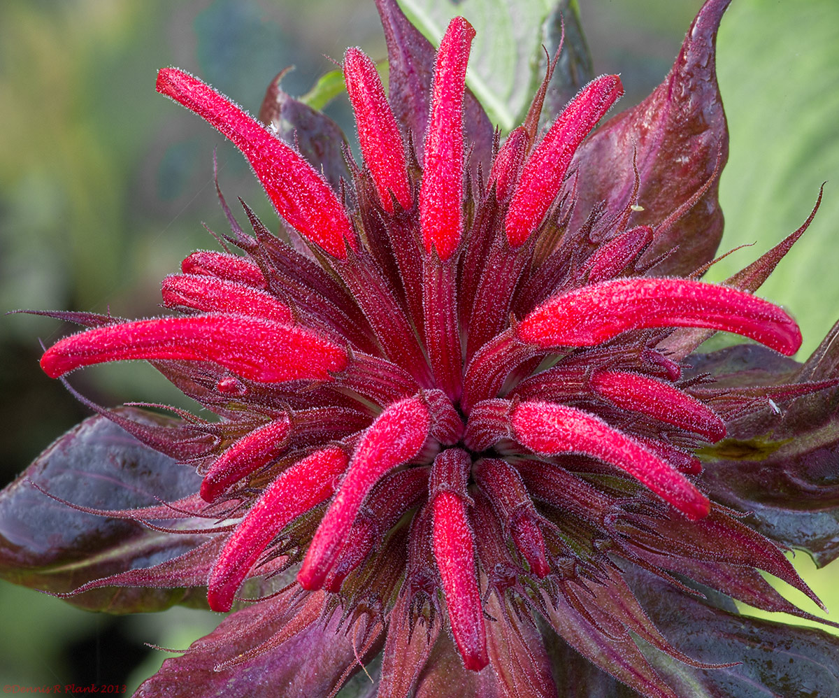 Bee Balm 2