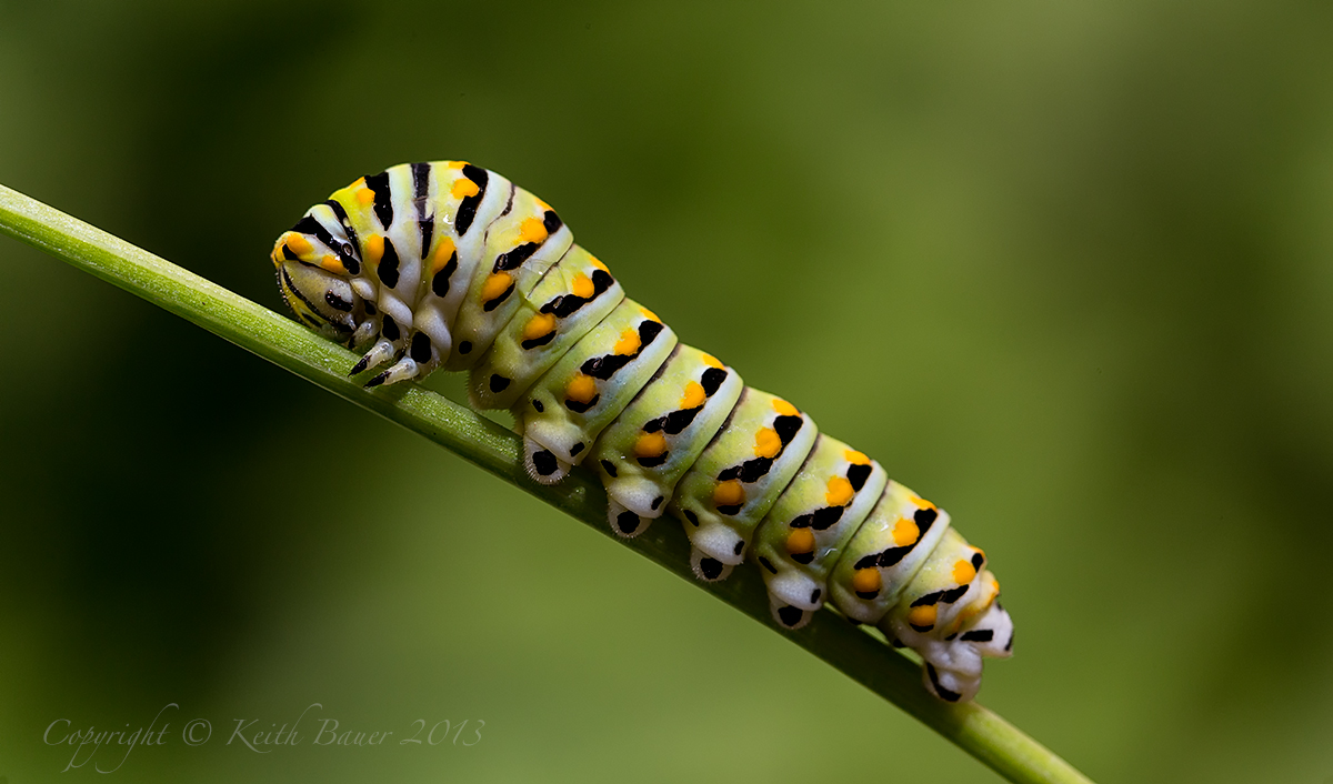 Caterpillar