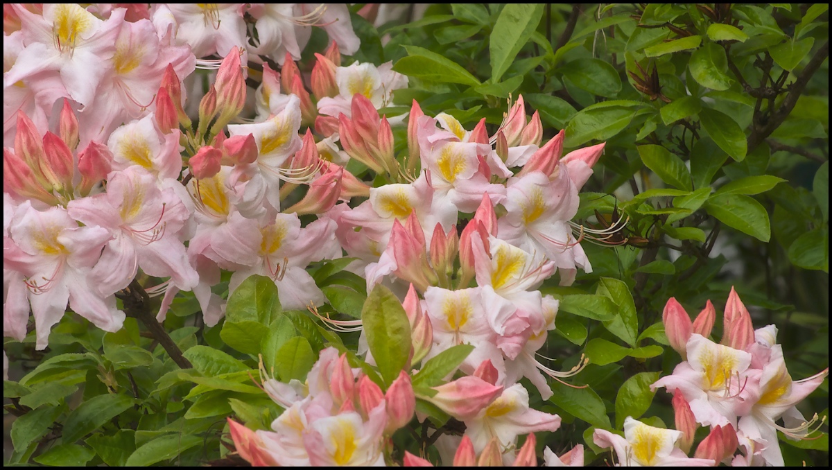 Pink Azaleas